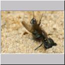 Oxybelus bipunctatus - Fliegenspiesswespe w23b 6mm beim Nesteintrag - Sandgrube Niedringhaussee.jpg